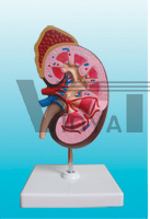 The dissection model of kidney